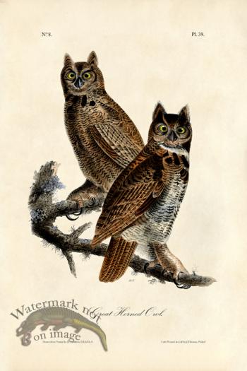 Great Horned Owl